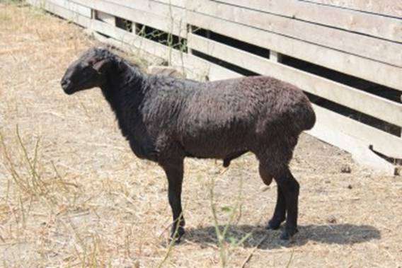 Ставропольська порода овець