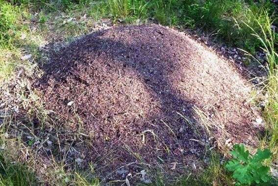 Як позбутися від мурашок на присадибній ділянці