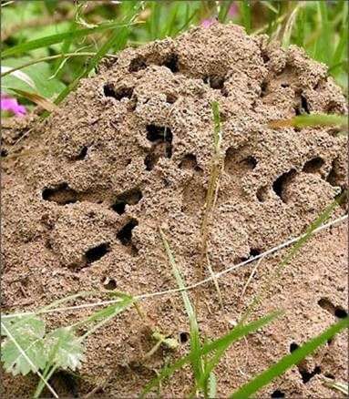 Як позбутися від мурашок на присадибній ділянці