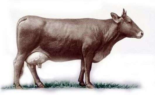Лебединська порода корів
