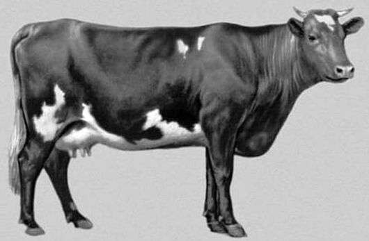 Тагільська порода корів