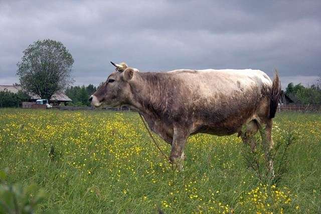 Костромська порода корів
