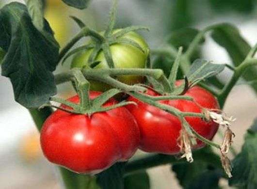 Сорт томатів Чудо ринку
