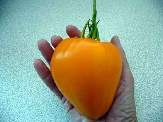 Сорт томатів Золоте серце