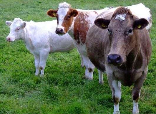 Будова вимені корови