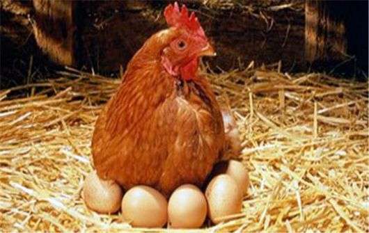Чому кури роздзьобують яйця