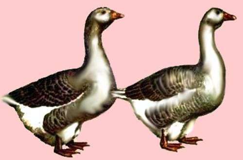 Кубанська порода гусей