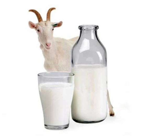 Користь козячого молока