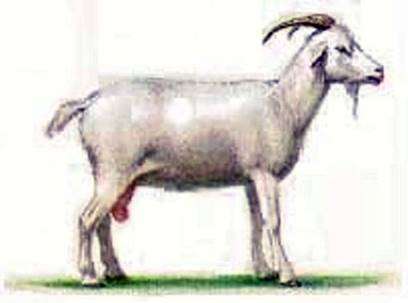 Мегрельська порода кіз