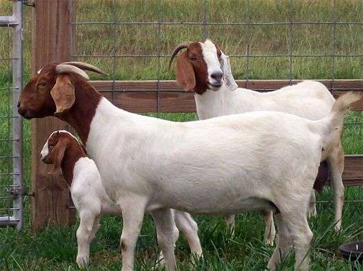 Бурська порода кіз