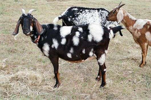 Альпійська порода кіз