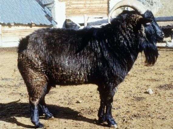 Оренбурзька порода кіз