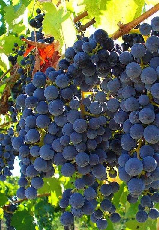 Сорт винограду Ізабелла