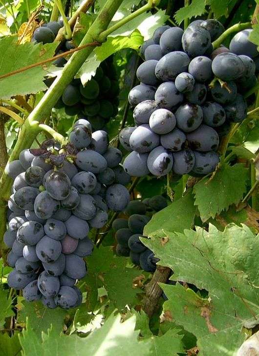 Сорт винограду Амурський