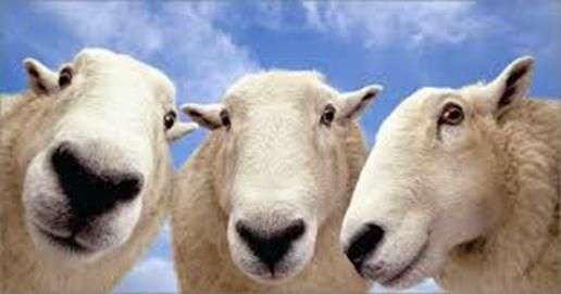 Цікаві факти про овець