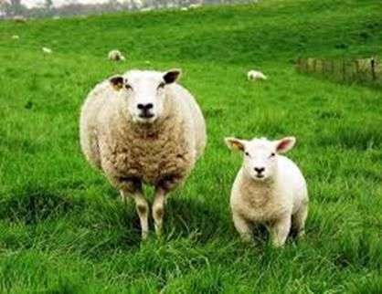 Цікаві факти про овець