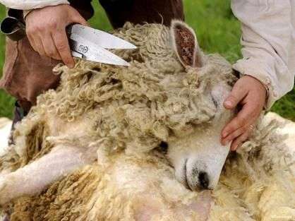 Як доглядати за вівцями