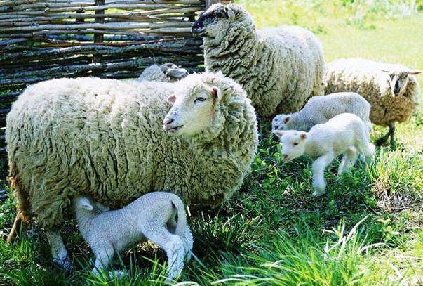 Приміщення для овець