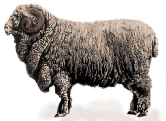 Приміщення для овець