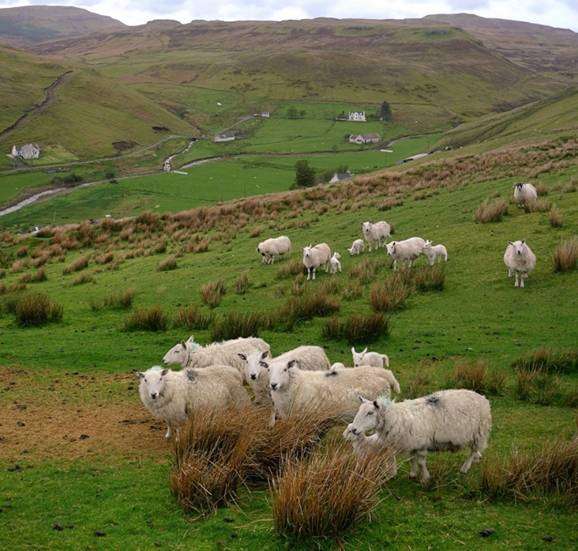 Годівля і утримання овець