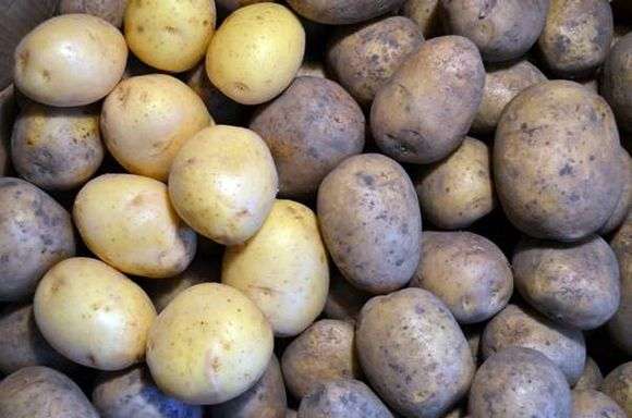 Рекомендації для зберігання картоплі:
