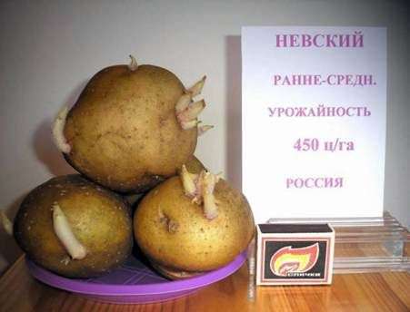Сорт картоплі Невський