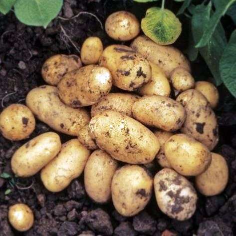 Сорт картоплі Адретта