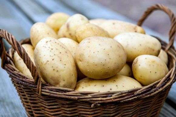 Ранні сорти картоплі