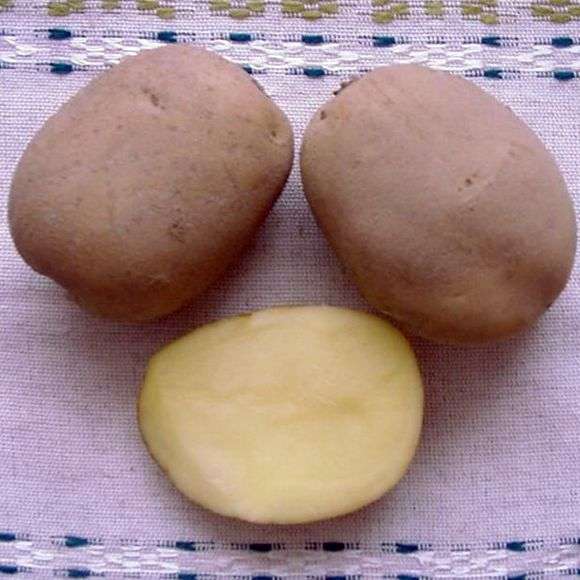 Сорт картоплі Уладар