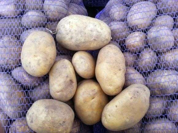 Сорт картоплі Уладар