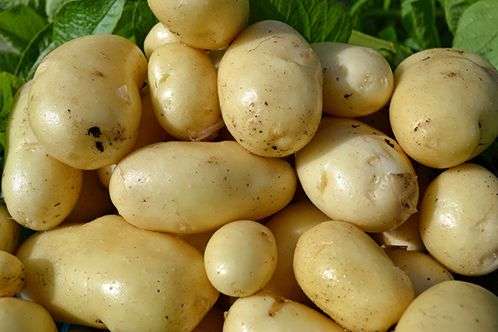 Сорт картоплі Імпала