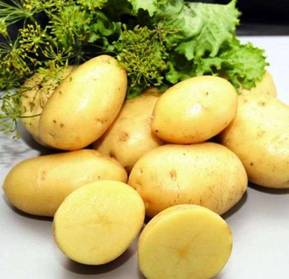Сорт картоплі Імпала