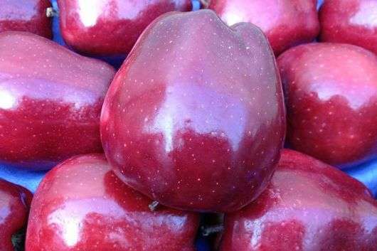 Сорт яблуні Ред Делішес