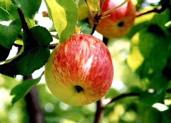 Сорт яблук Боровинка