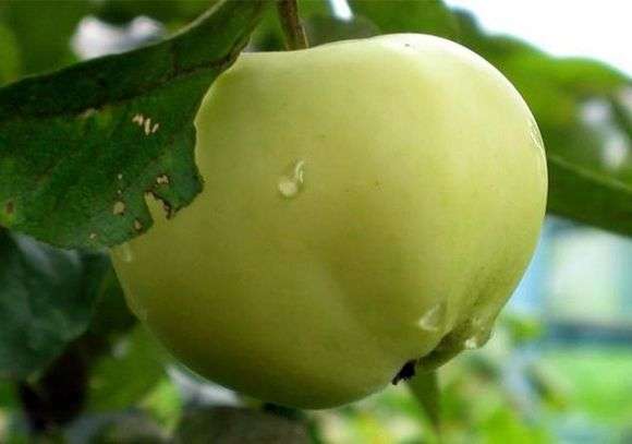 Сорт яблук Білий налив