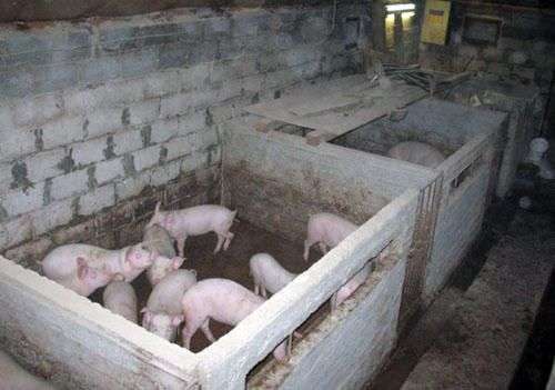 Приміщення для свиней