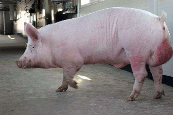 Кастрація кнурів і її необхідність при розведенні свиней
