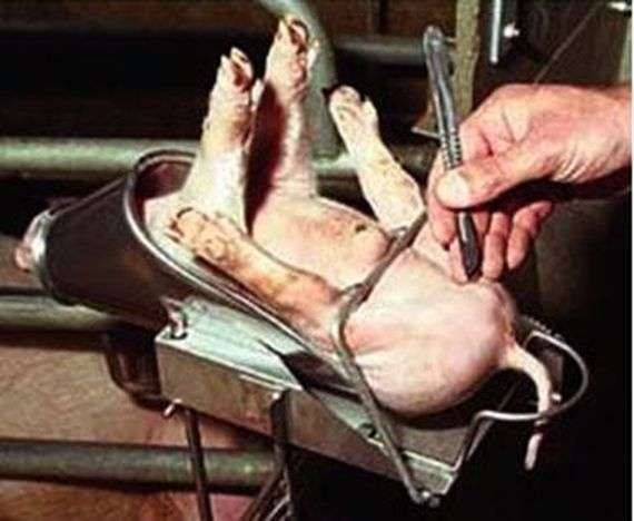 Кастрація кнурів і її необхідність при розведенні свиней