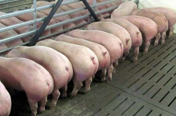 Як проводиться мясної відгодівлю свиней?