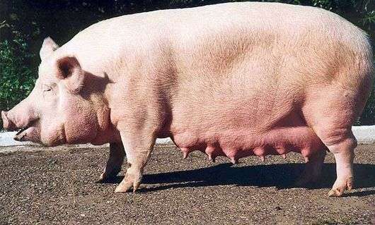 Порода свиней Українська степова біла