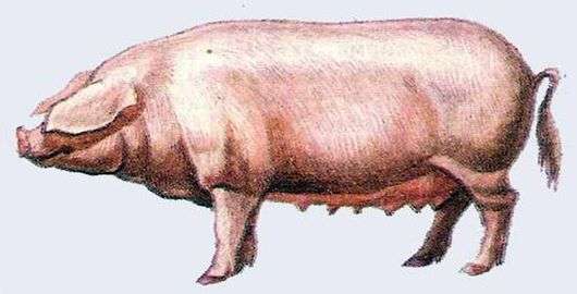 Естонська беконная порода свиней