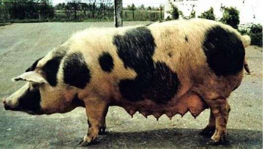 Миргородська порода свиней