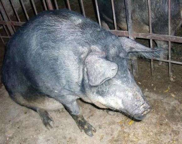 Порода свиней Мангал