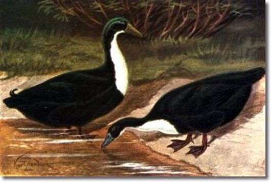 Чорна білогруда порода качок