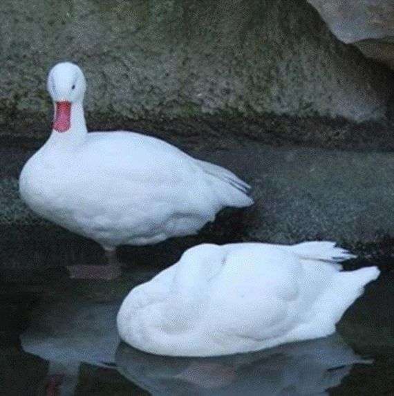 Московська біла порода качок