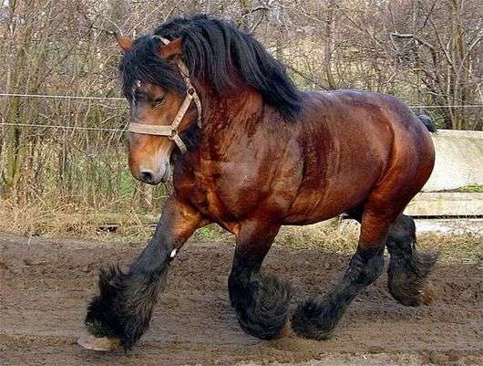 Бельгійські породи коней