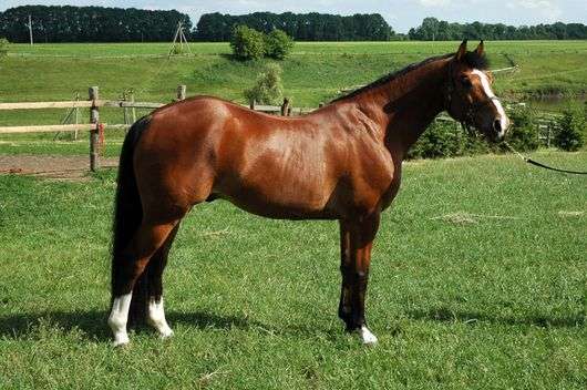 Бельгійські породи коней