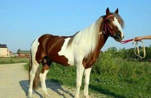 Тувинская порода лошадей