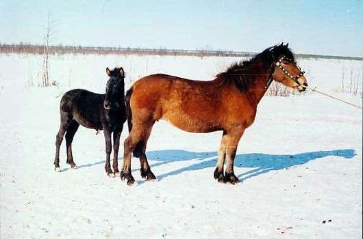 Лошадь Мезенская: описание породы, характеристики и особенности ухода, отзывы | Сайт о животных