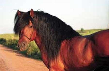 Вятская порода лошадейСільське господарство - Породы лошадей